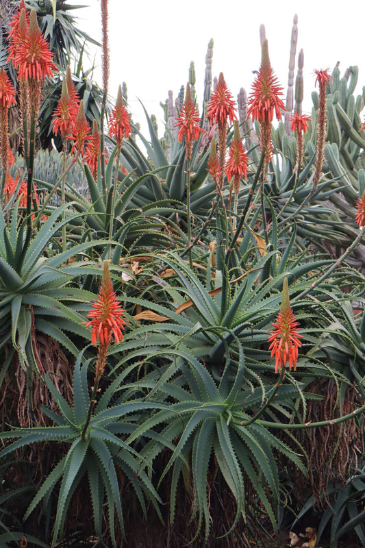 Baumaloe 'Aloe arborescens'