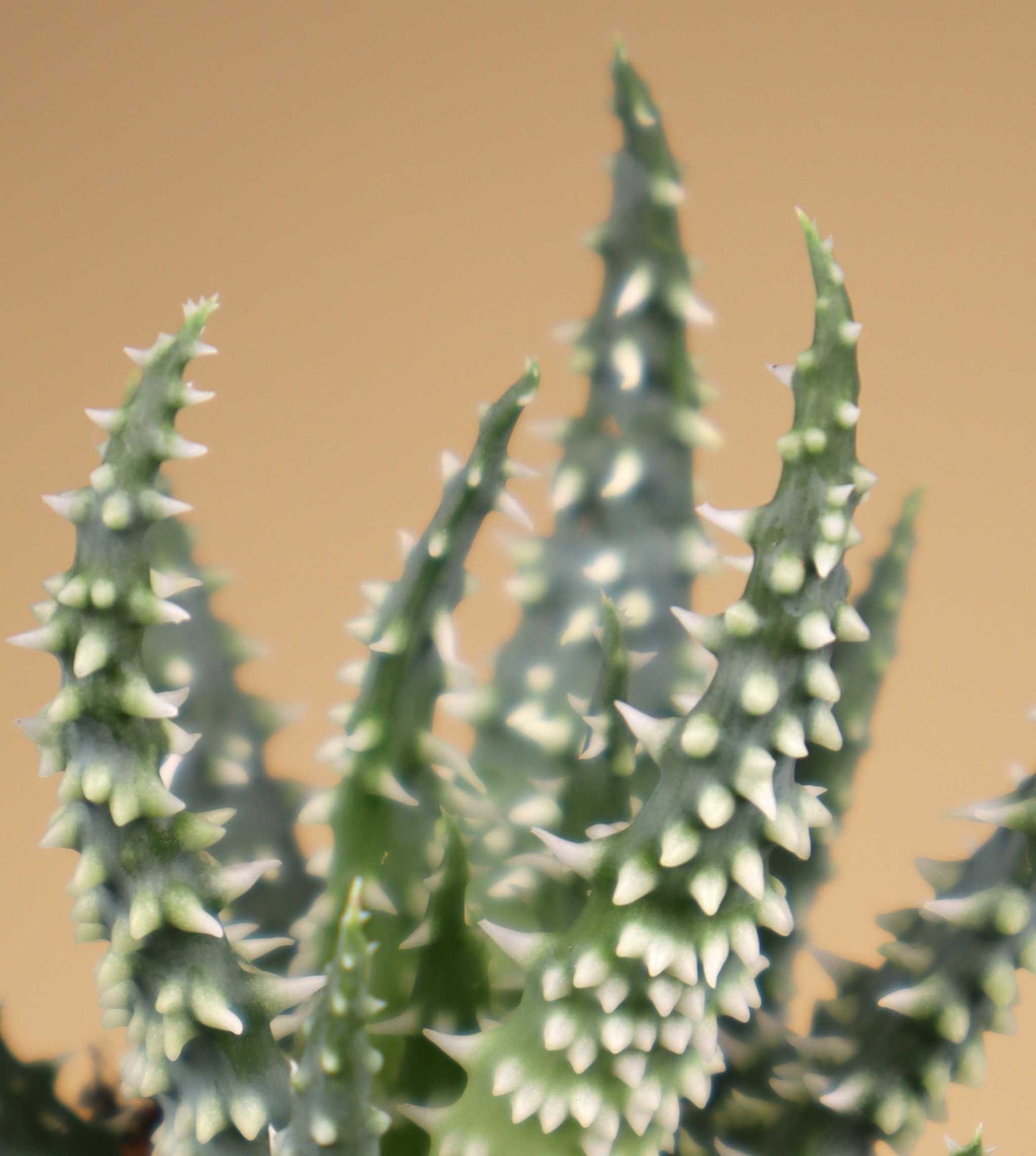 Aloe humilis 'vårtaloe'