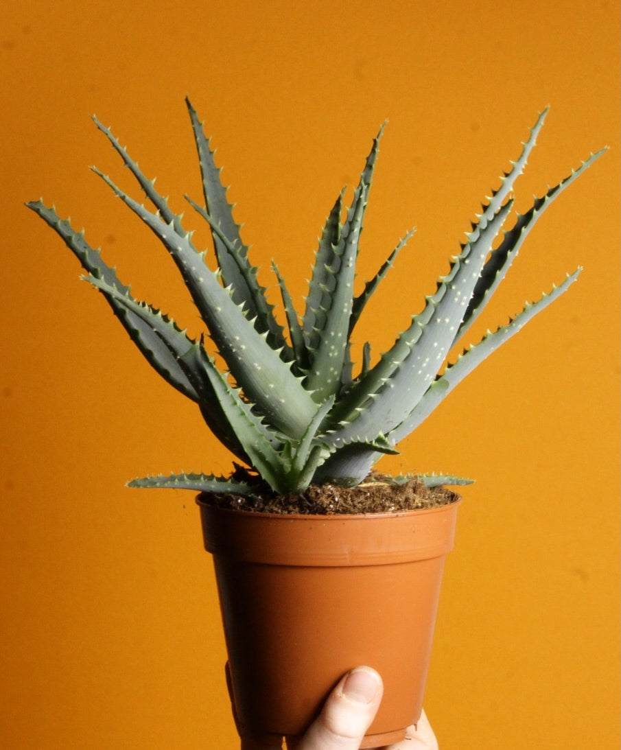 Aloe vera (True aloe)
