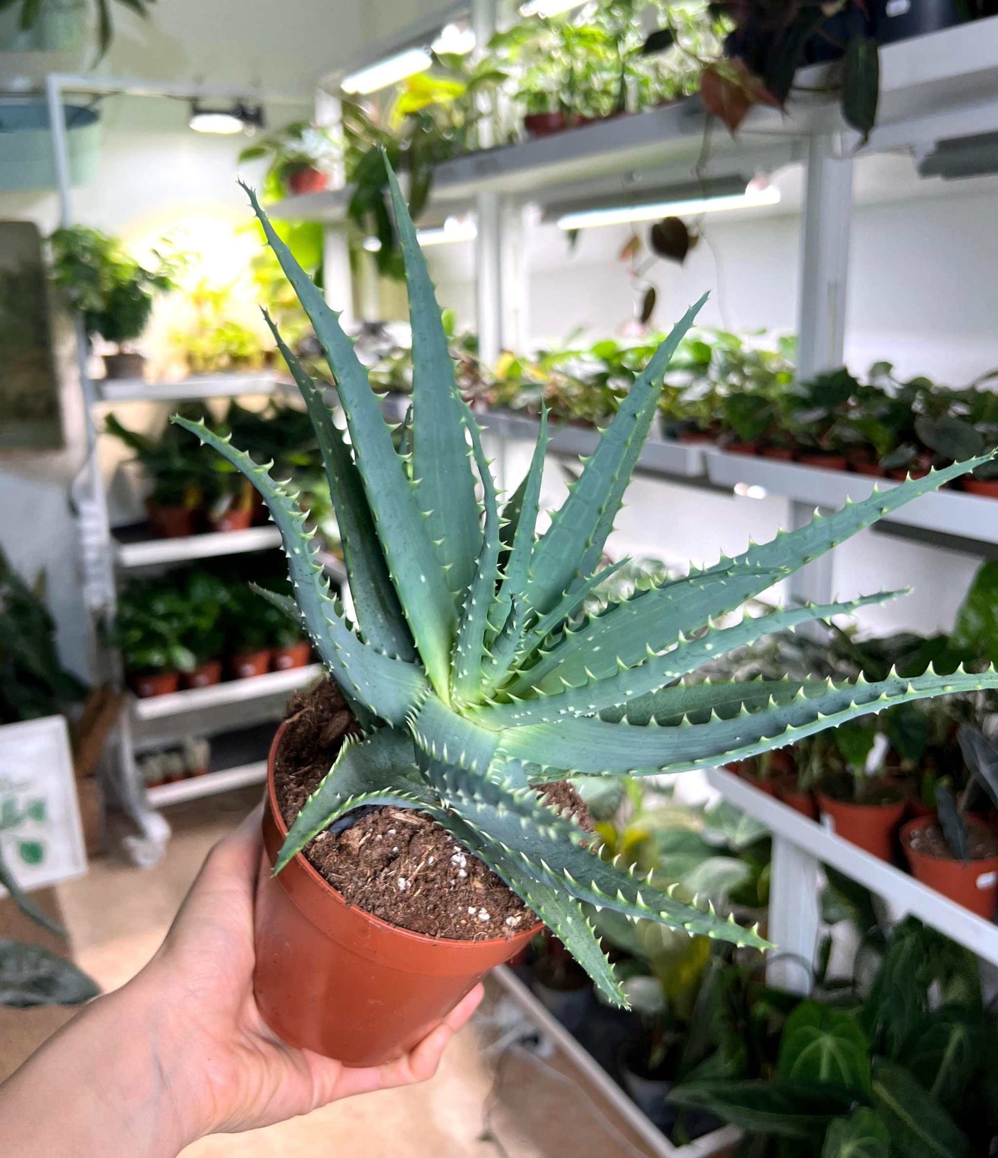 Aloe vera (True aloe)