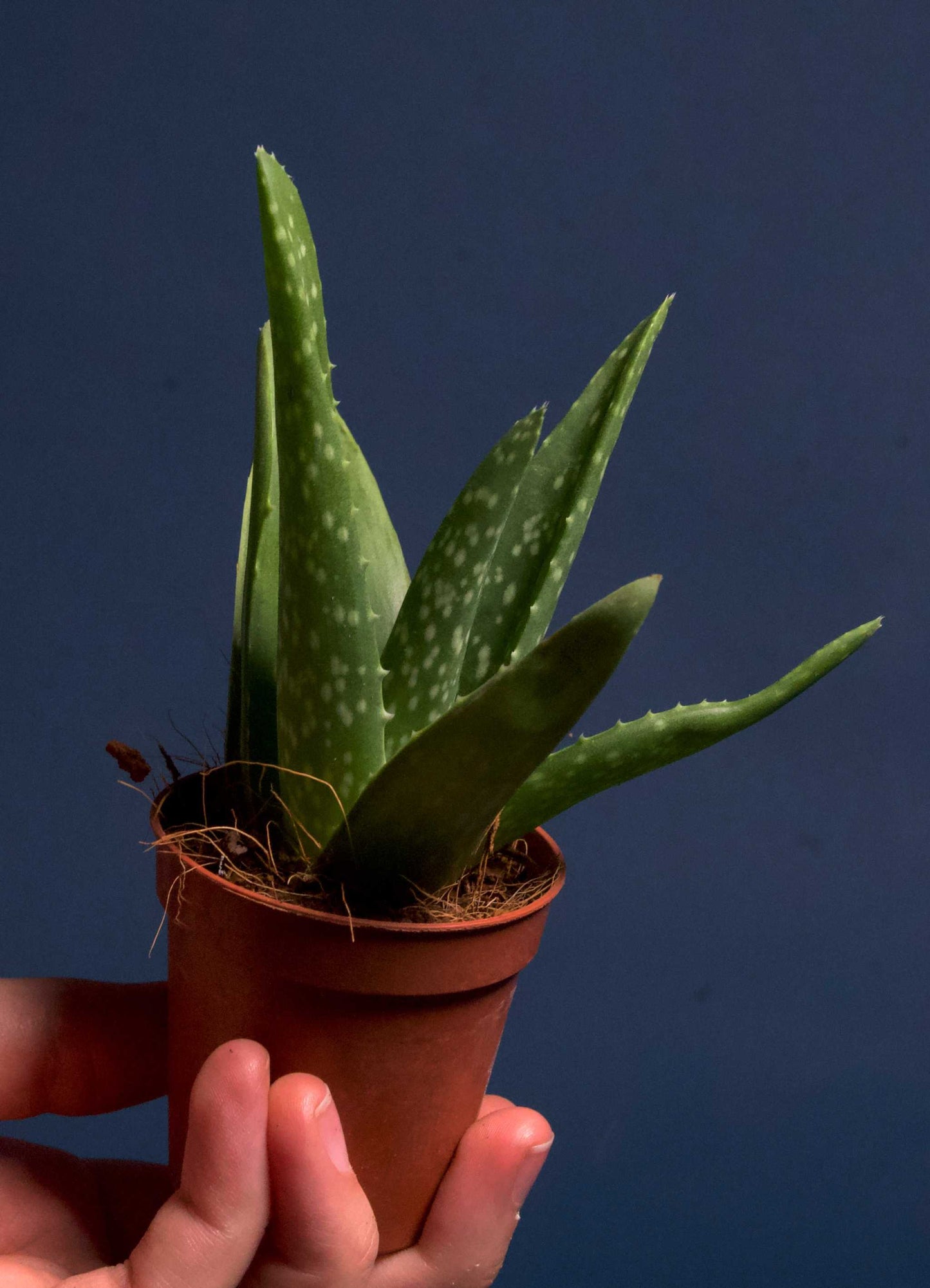 Aloe vera (Äkta aloe)