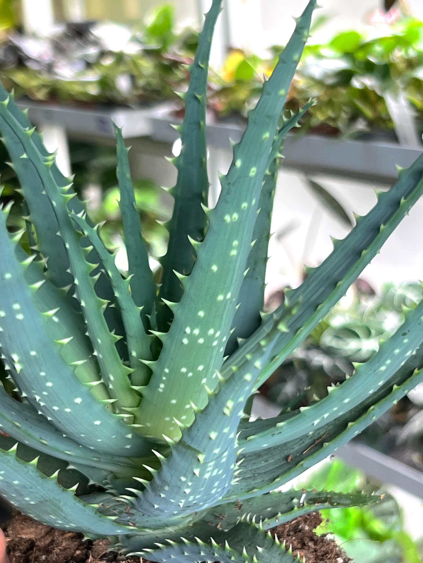 Aloe vera (True aloe)
