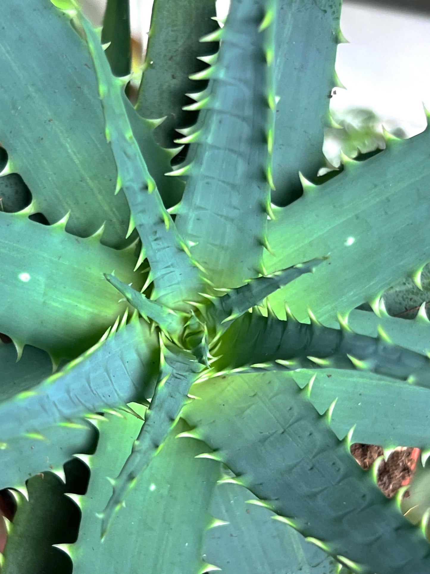 Aloe vera (True aloe)