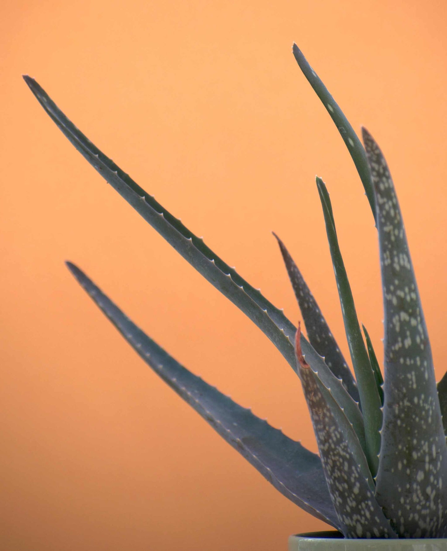 Aloe vera (Äkta aloe)
