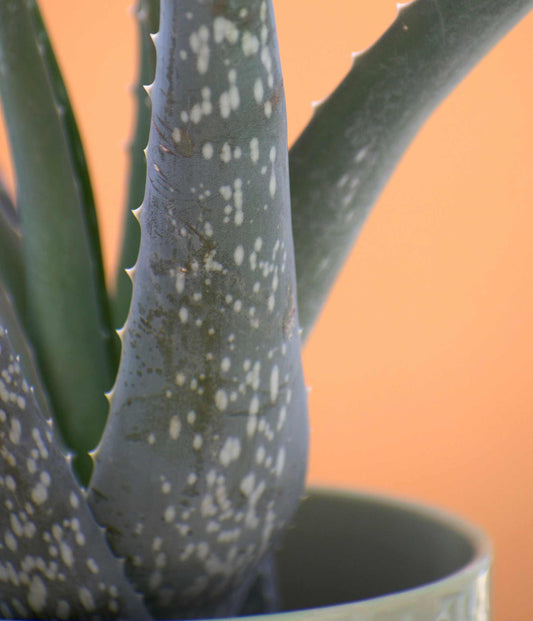 Aloe vera (Äkta aloe)