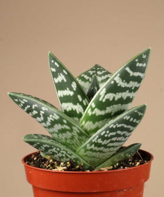 Sebra-aloe | Aloe variegata