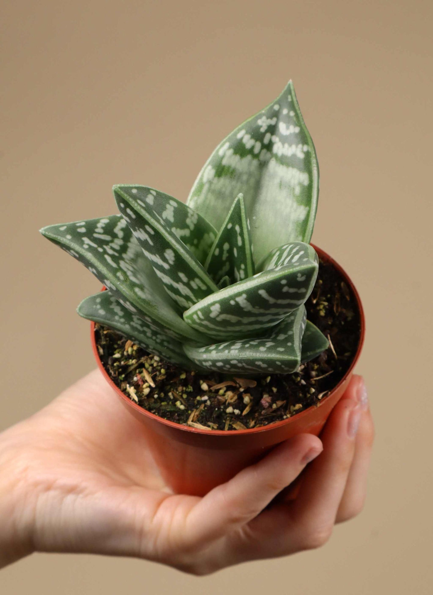 Sebra-aloe | Aloe variegata