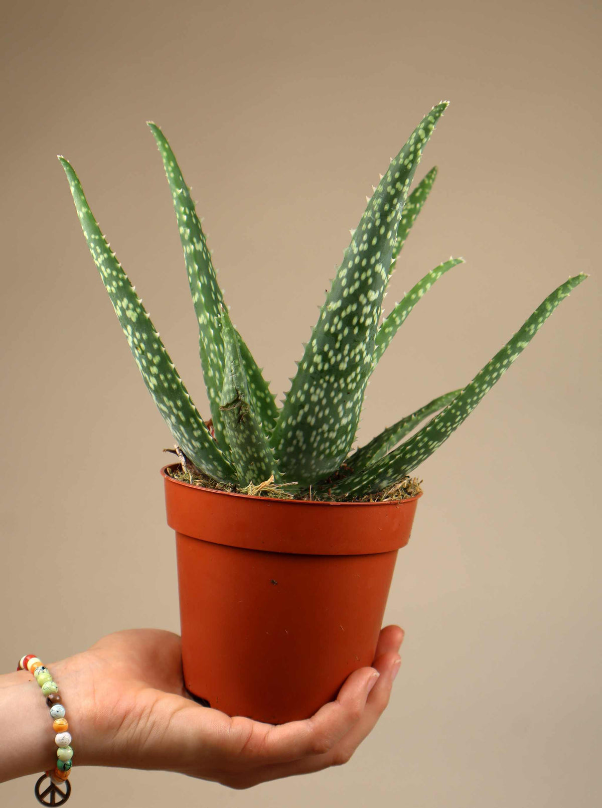 Aloe vera (True aloe)