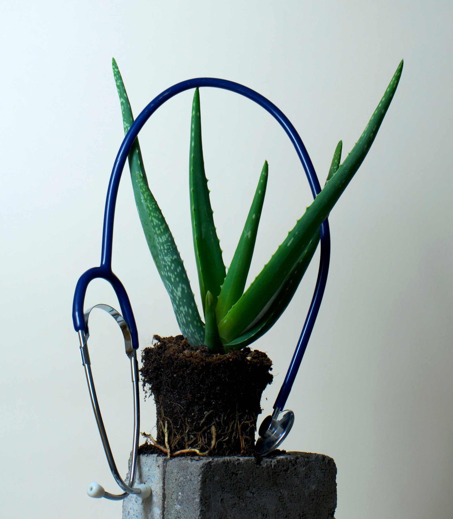 Aloe vera (Äkta aloe)
