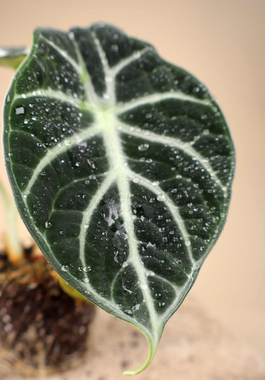 Alocasia reginula 'ninja'