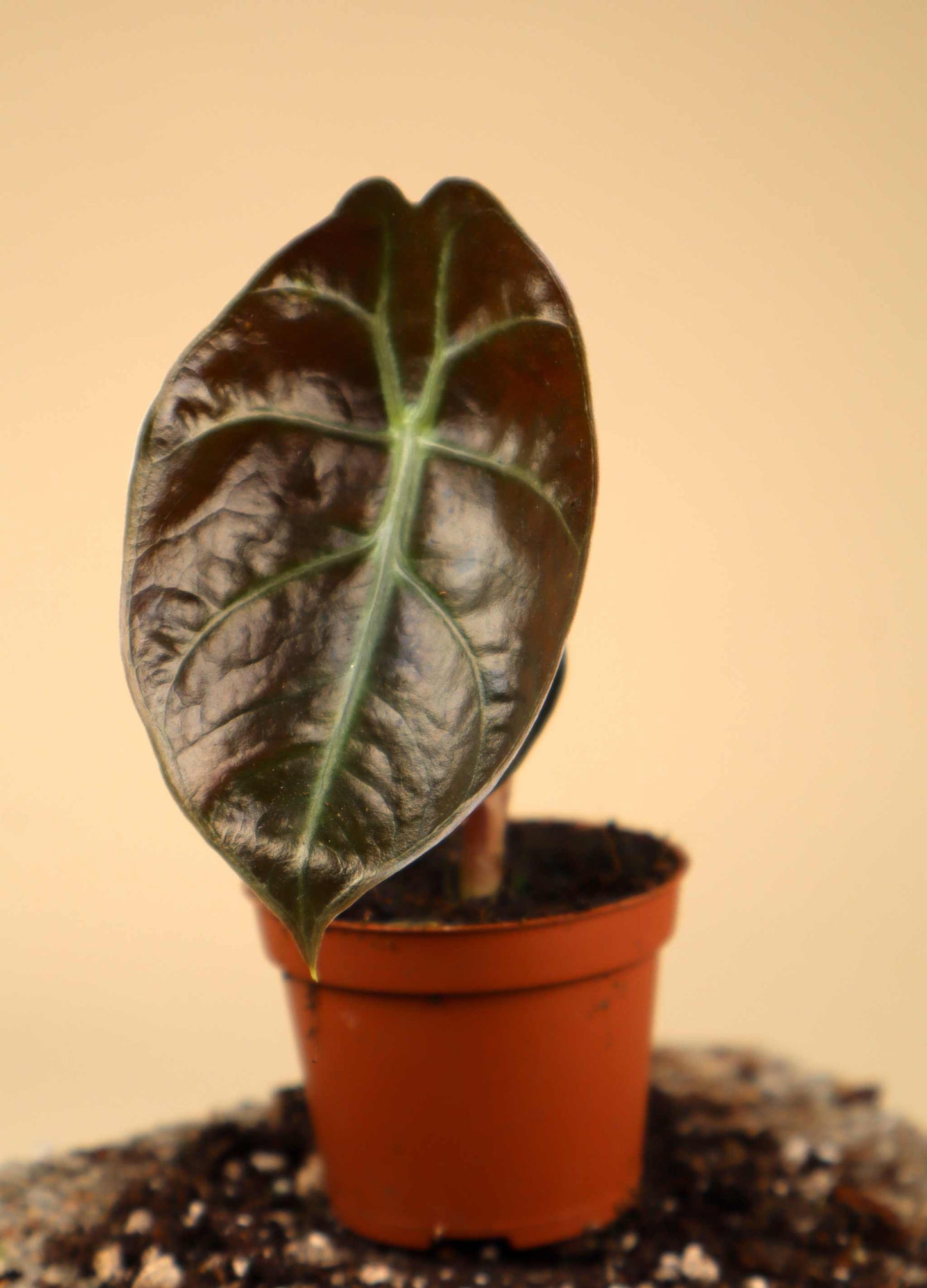 Alocasia suhirmaniana