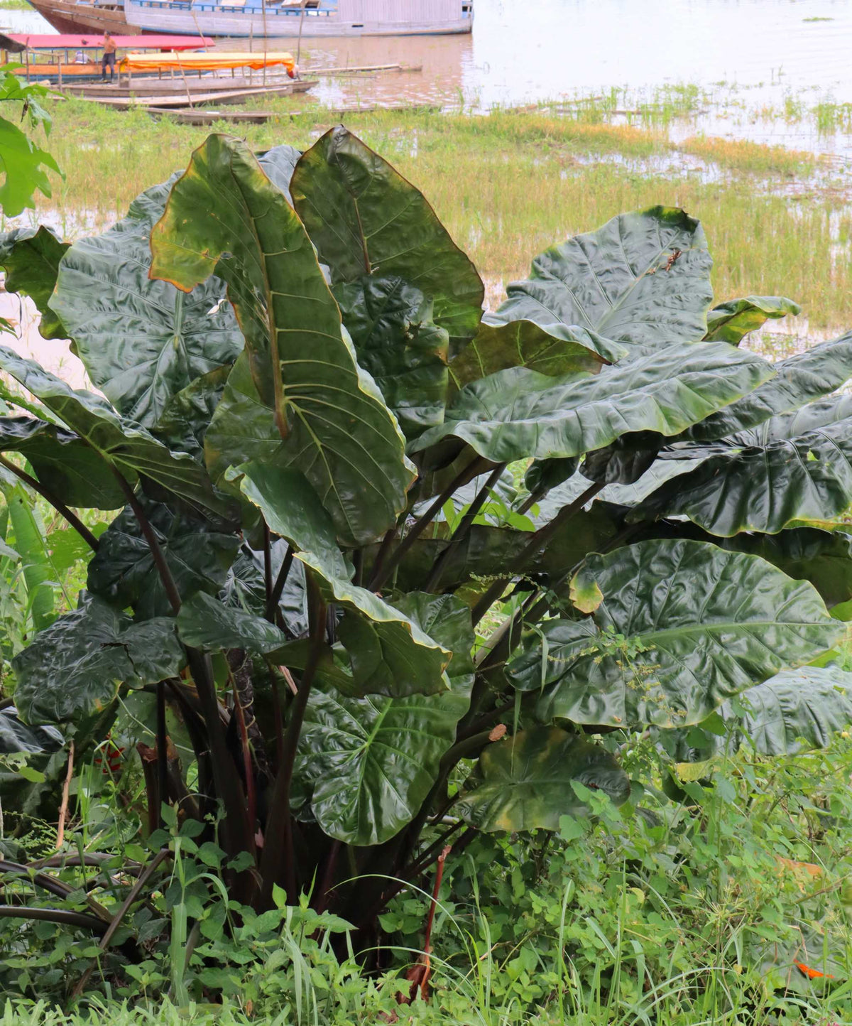 Alocasia sarawakensis 'Yucatan Princess'