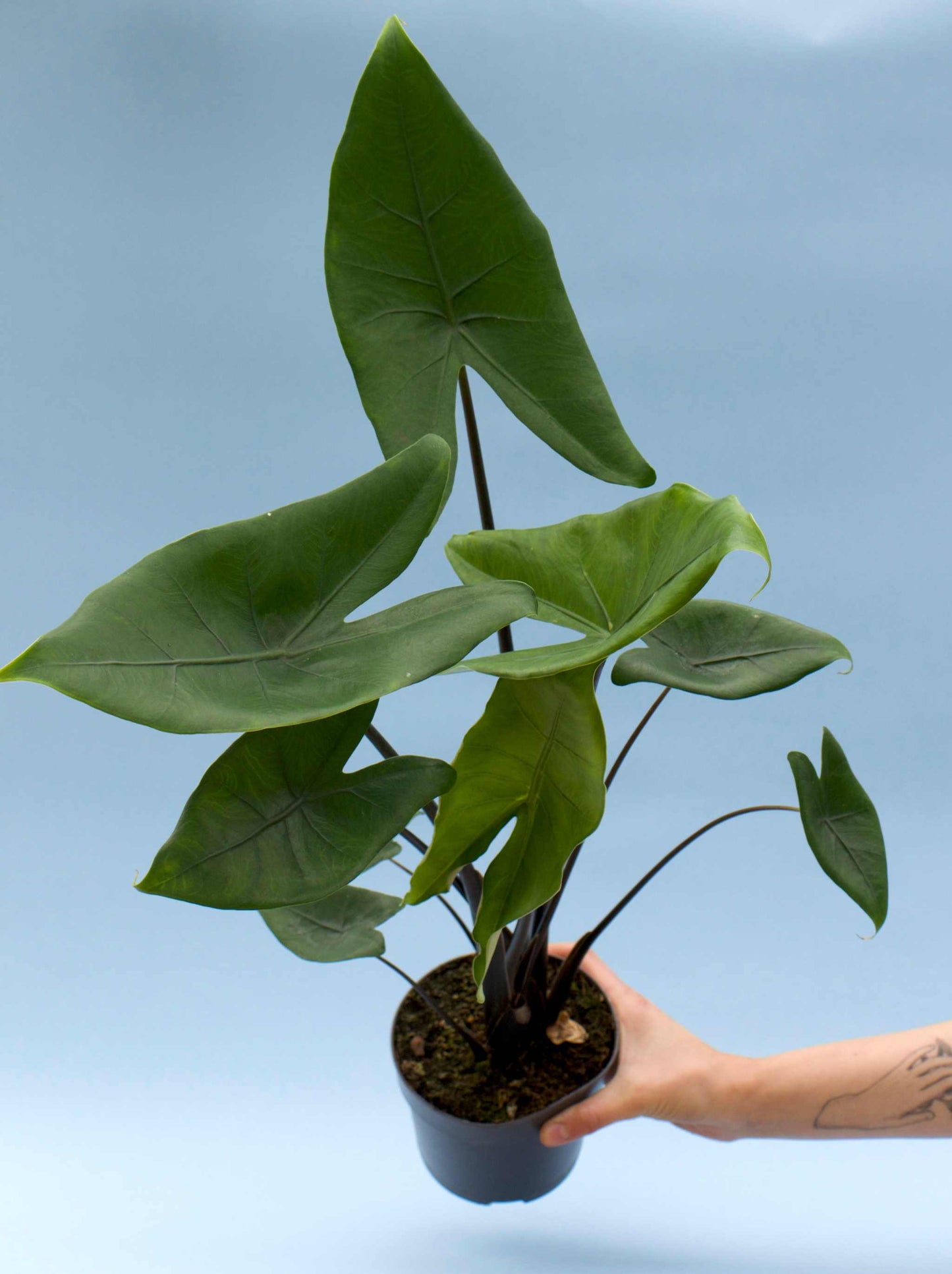Alocasia zebrina 'black stem'