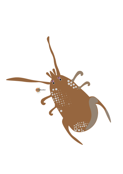 Amblyseius Cucumeris | Förebyggande Mot Trips