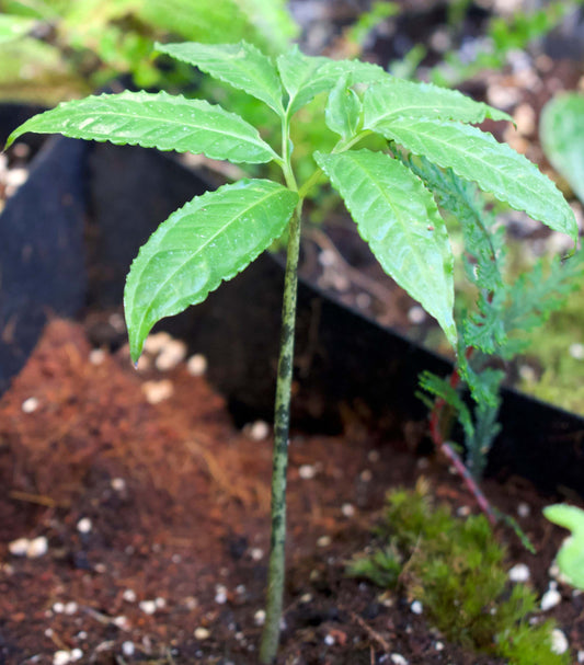 Amorphophallus Hewittii