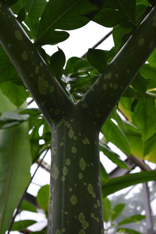 amorphophallus titanum jätteknölkalla i kruka