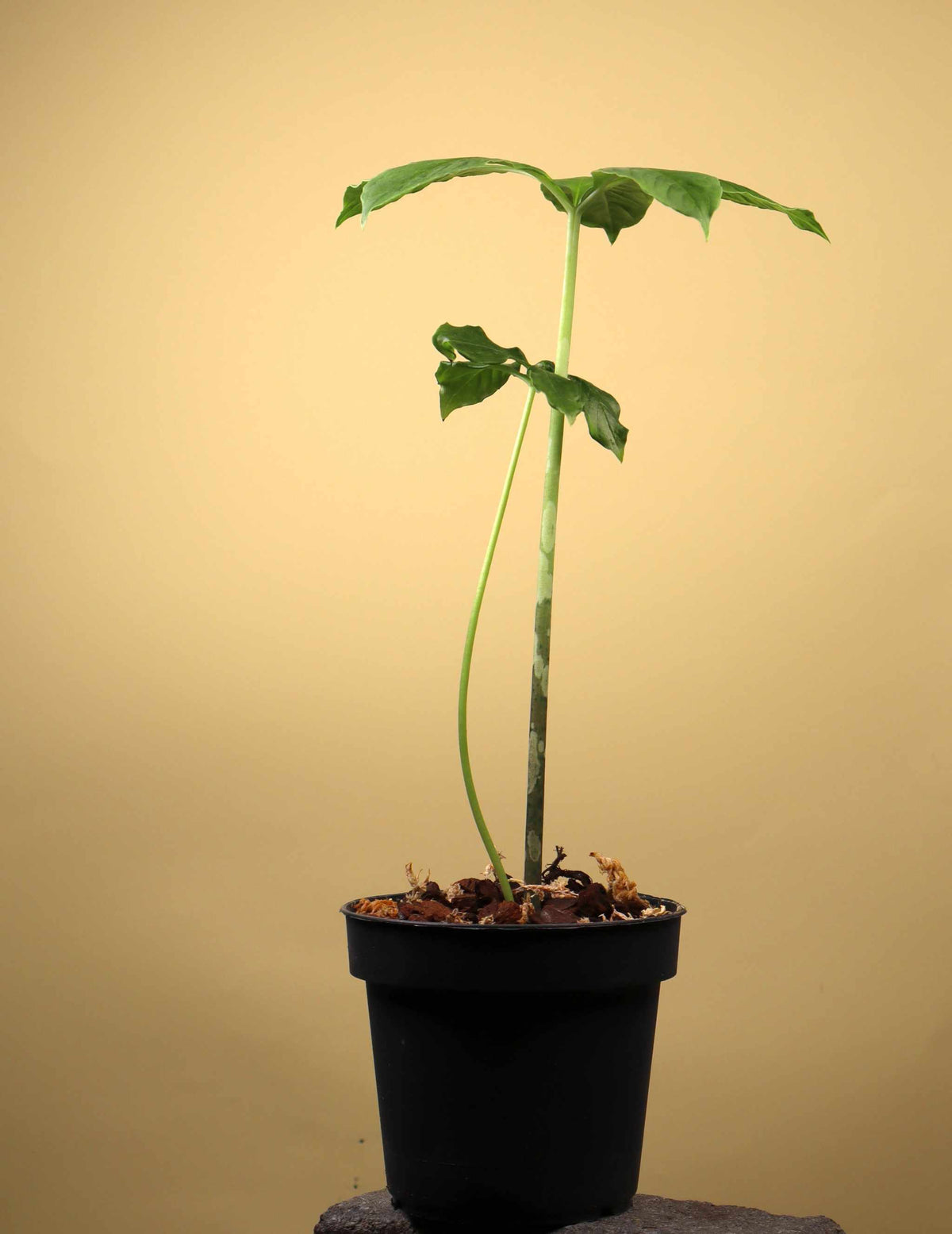 Amorphophallus paeoniifolius | Elefantenfuß-Kalla