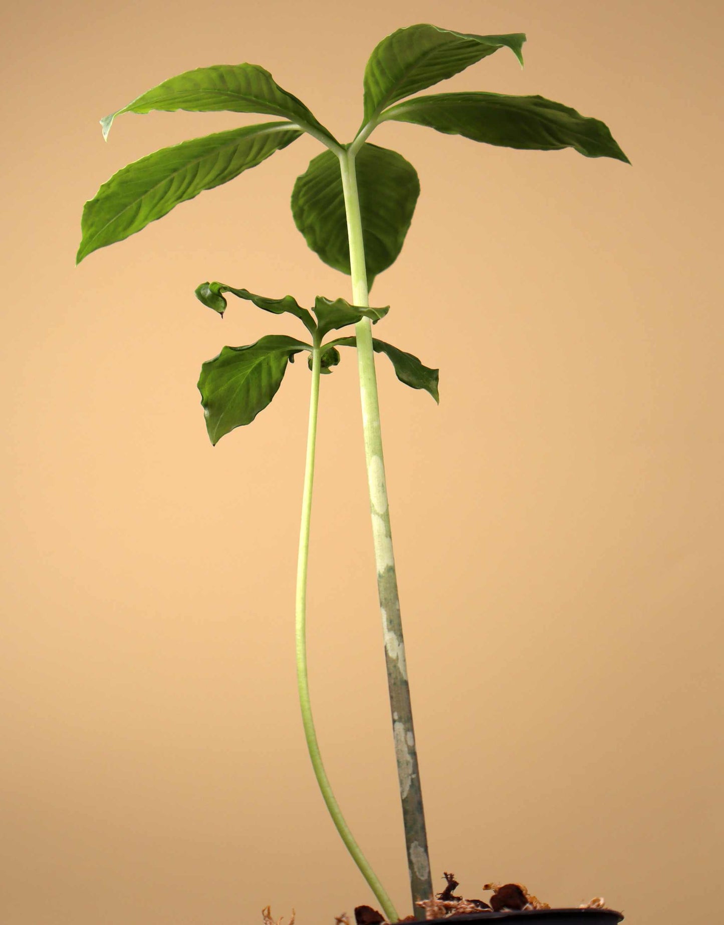 Amorphophallus paeoniifolius | Knölkalla