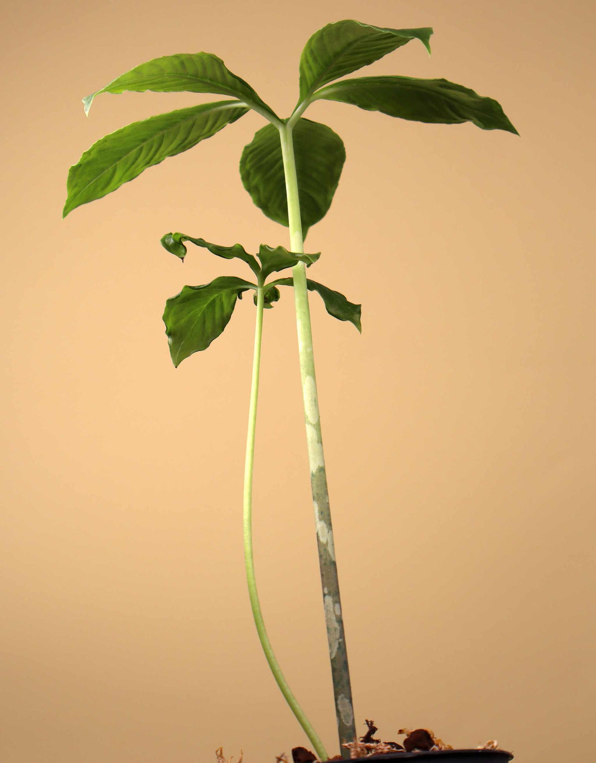 Amorphophallus paeoniifolius | Elefantenfuß-Kalla