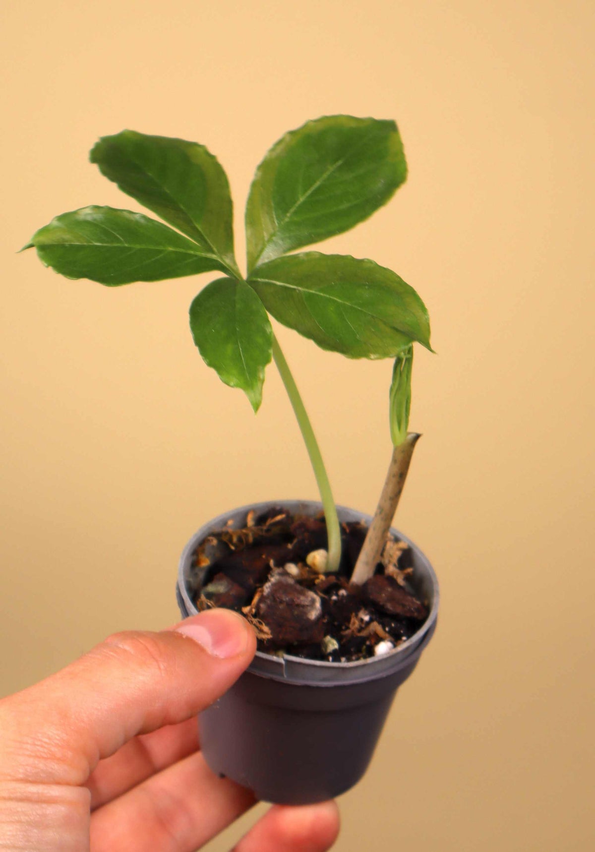 Amorphophallus paeoniifolius | Elefantenfuß-Kalla