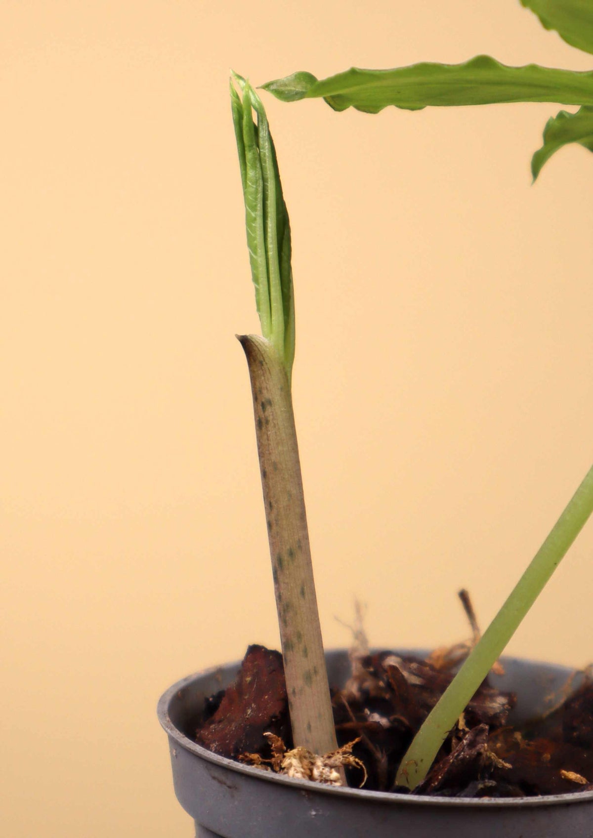 Amorphophallus paeoniifolius | Elefantenfuß-Kalla