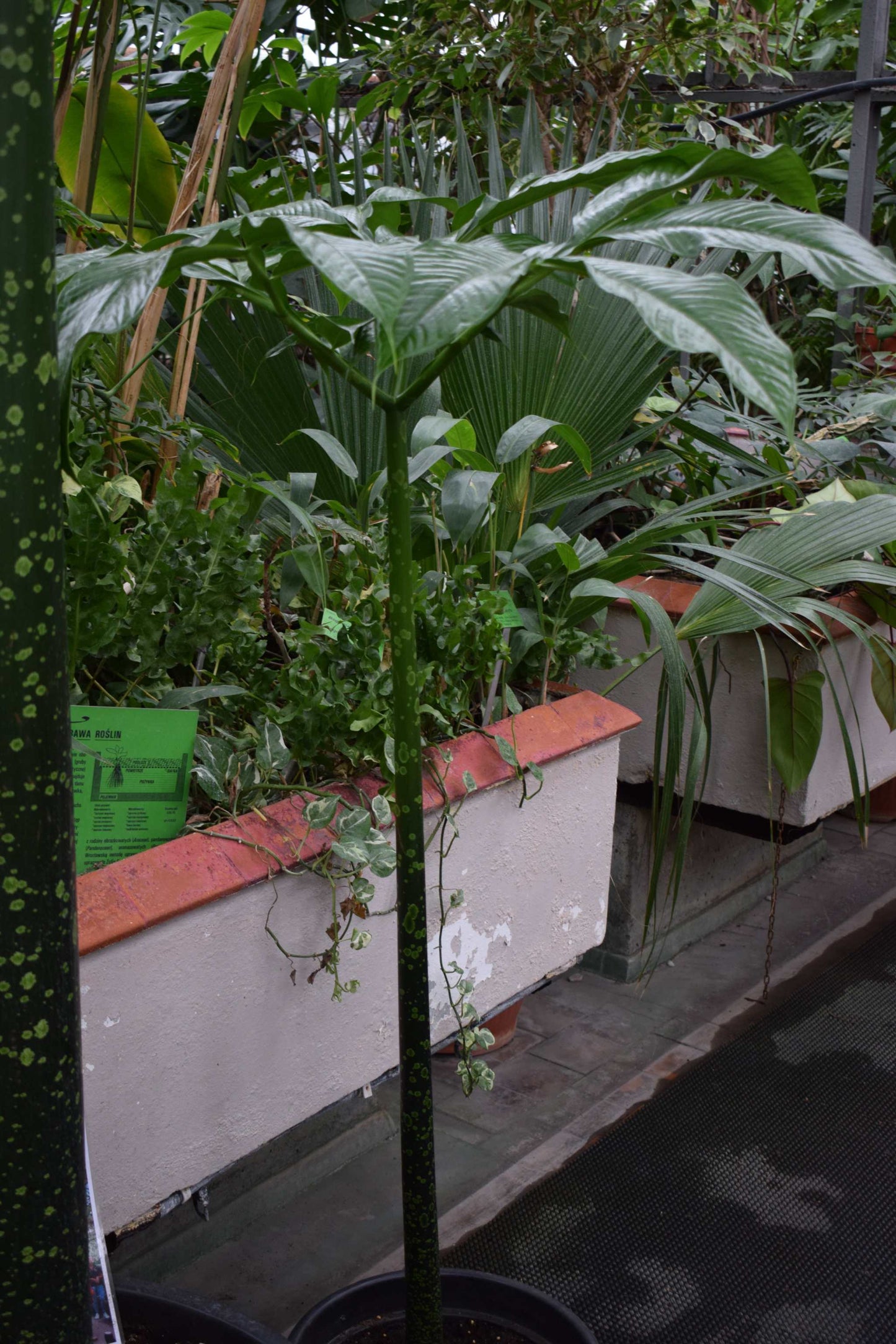 amorphophallus titanum jätteknölkalla i kruka