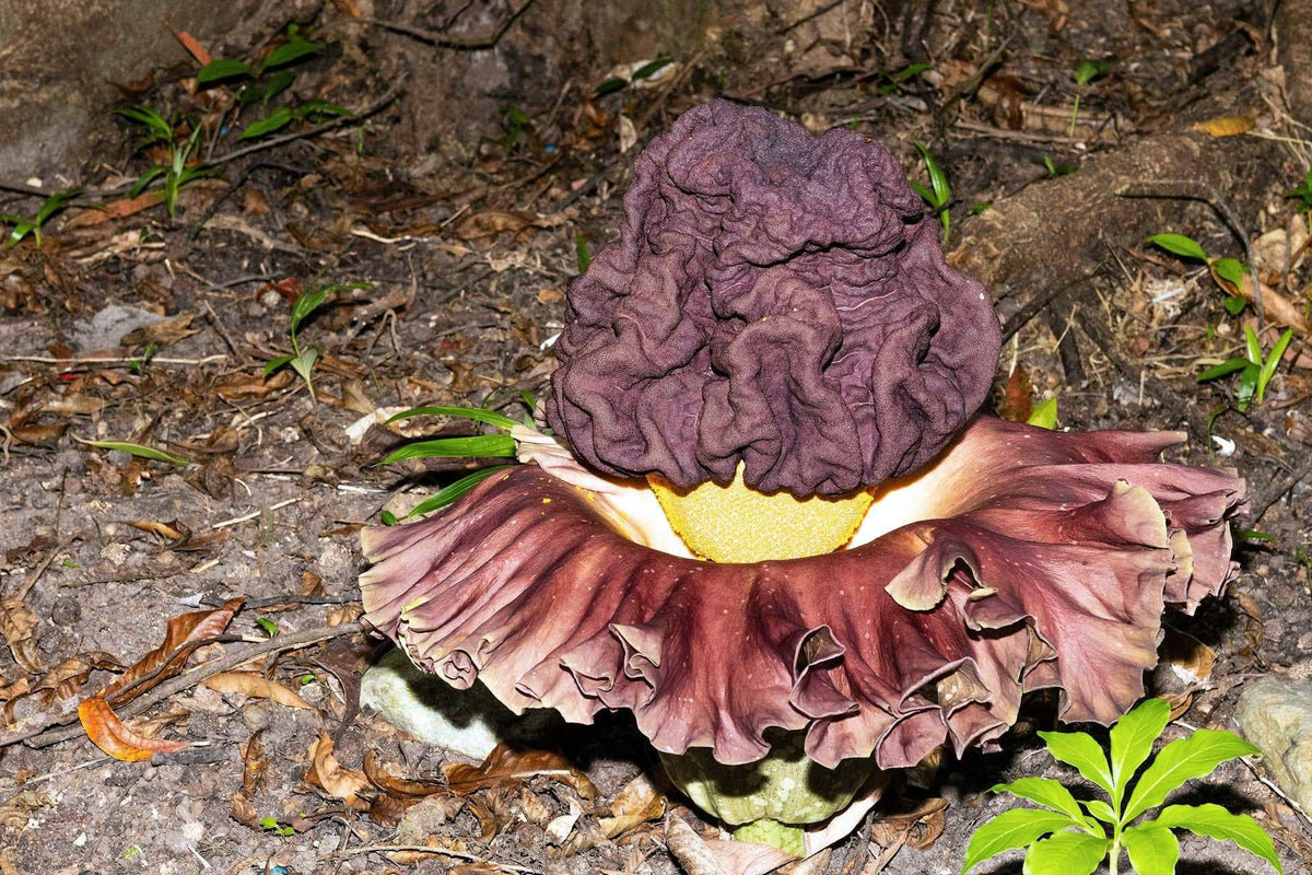 Knölkalla paeoniifolius