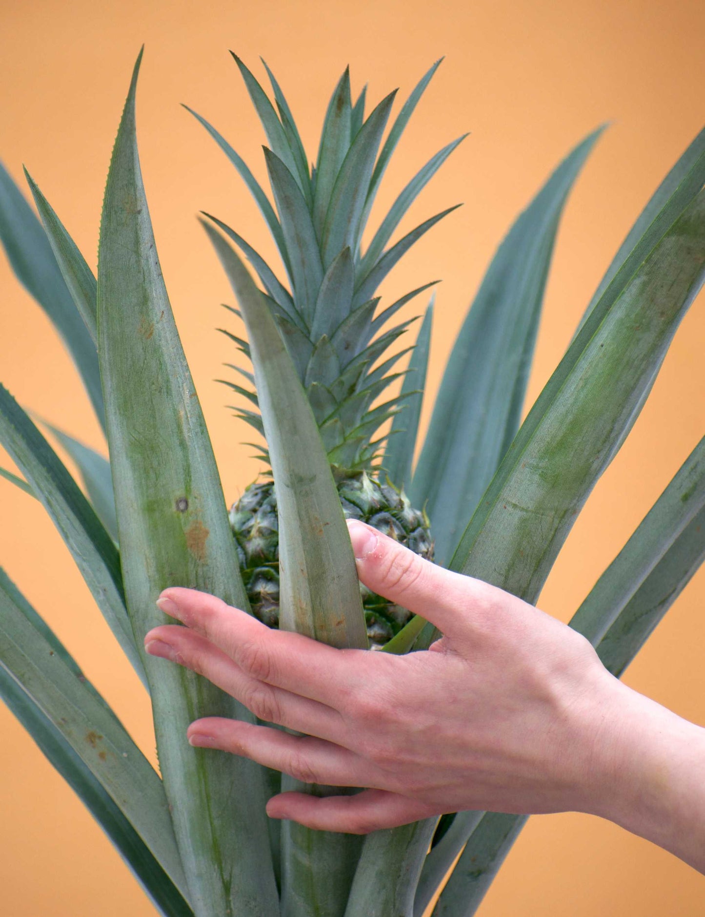 Ananas comosus (ätbar)