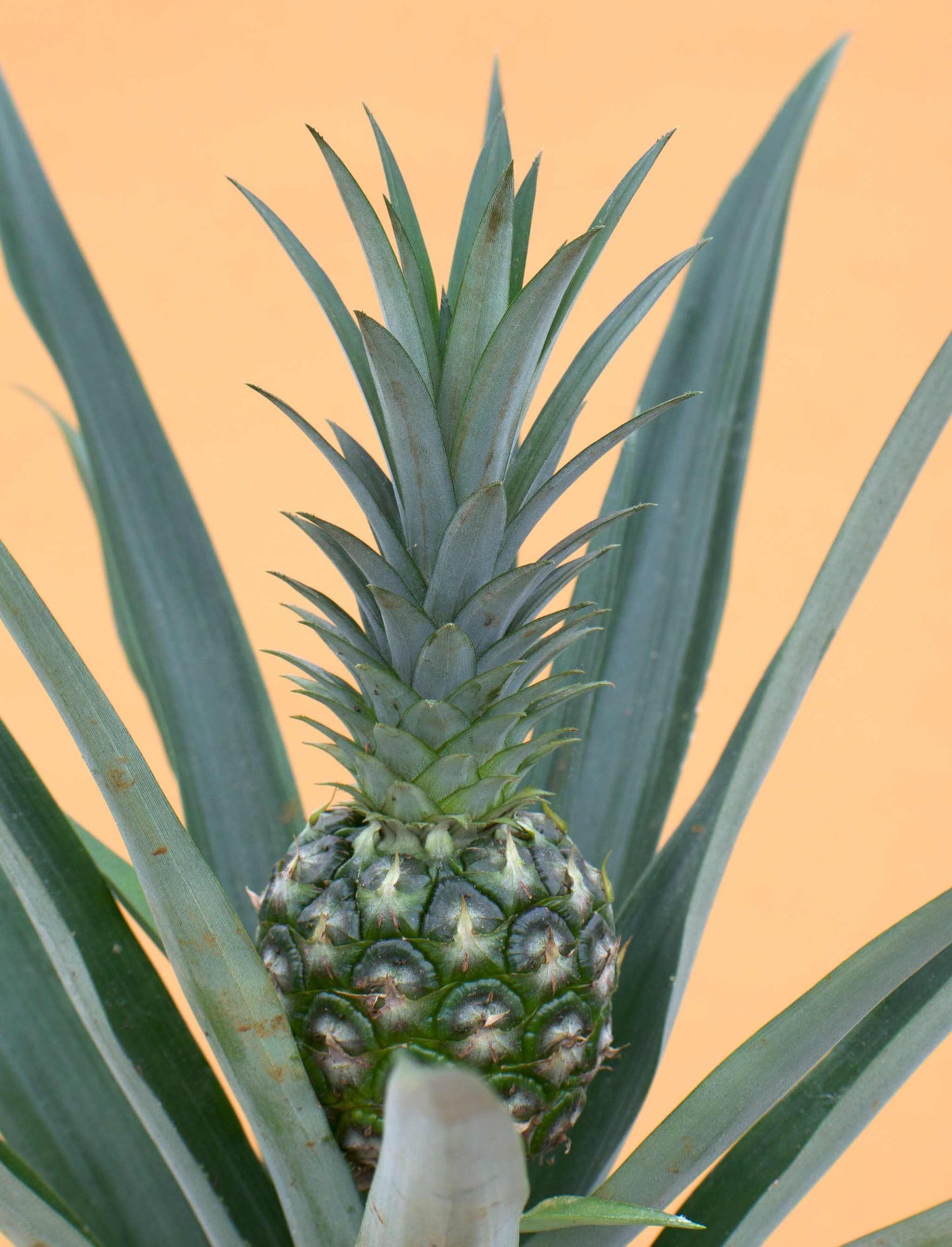 Ananas comosus (ätbar)