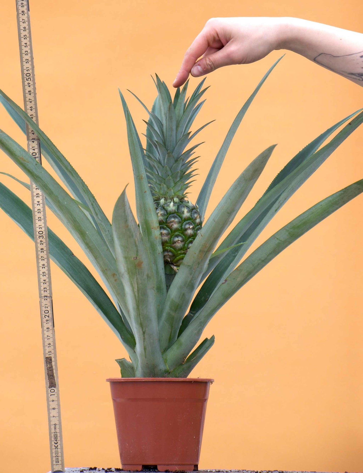 Ananas comosus (ätbar)