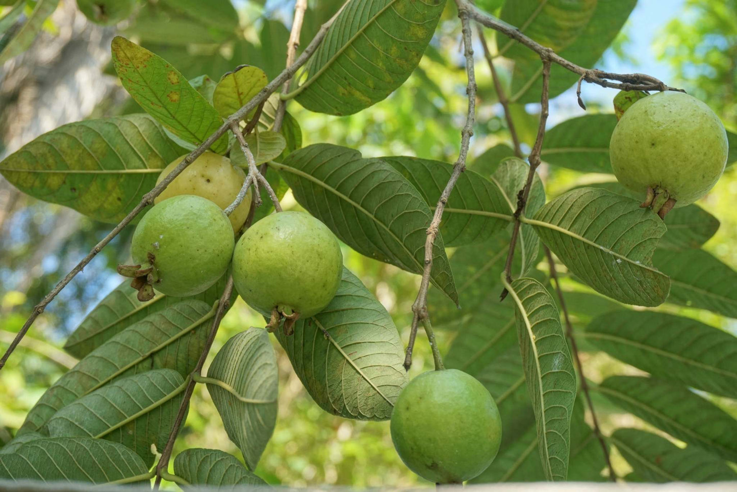 Guava 'Psidium guajava' miniträd