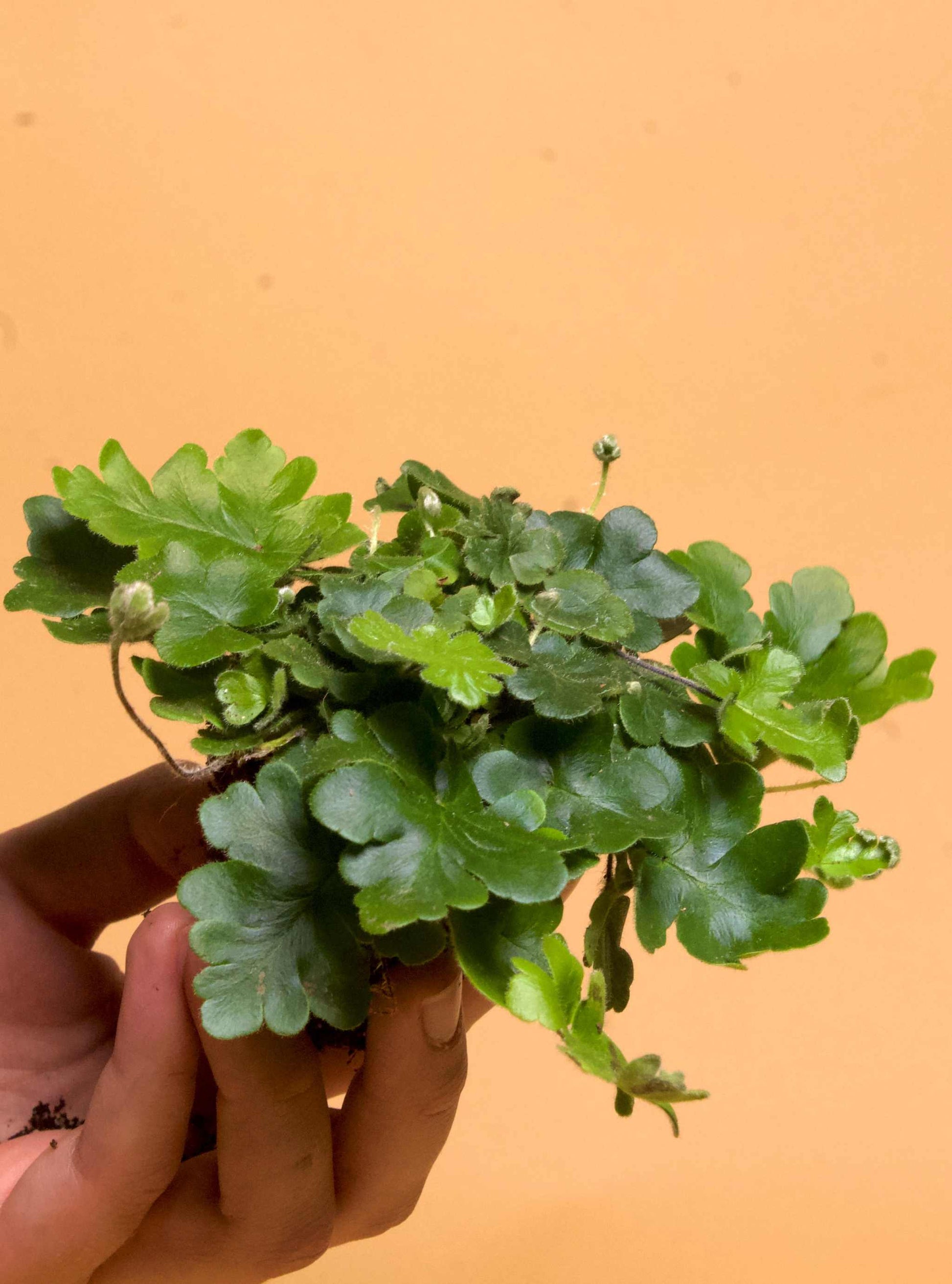 Doryopteris cordifolia 'antenna fern'