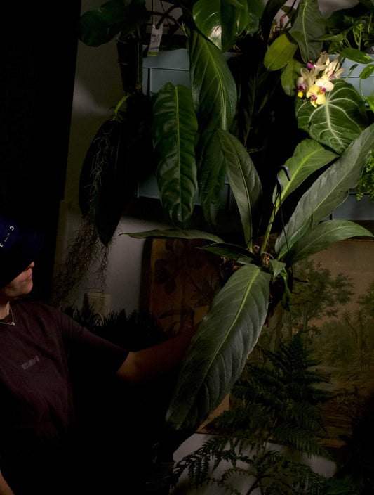 Anthurium pendulifolium x cubense 'Big Bill'