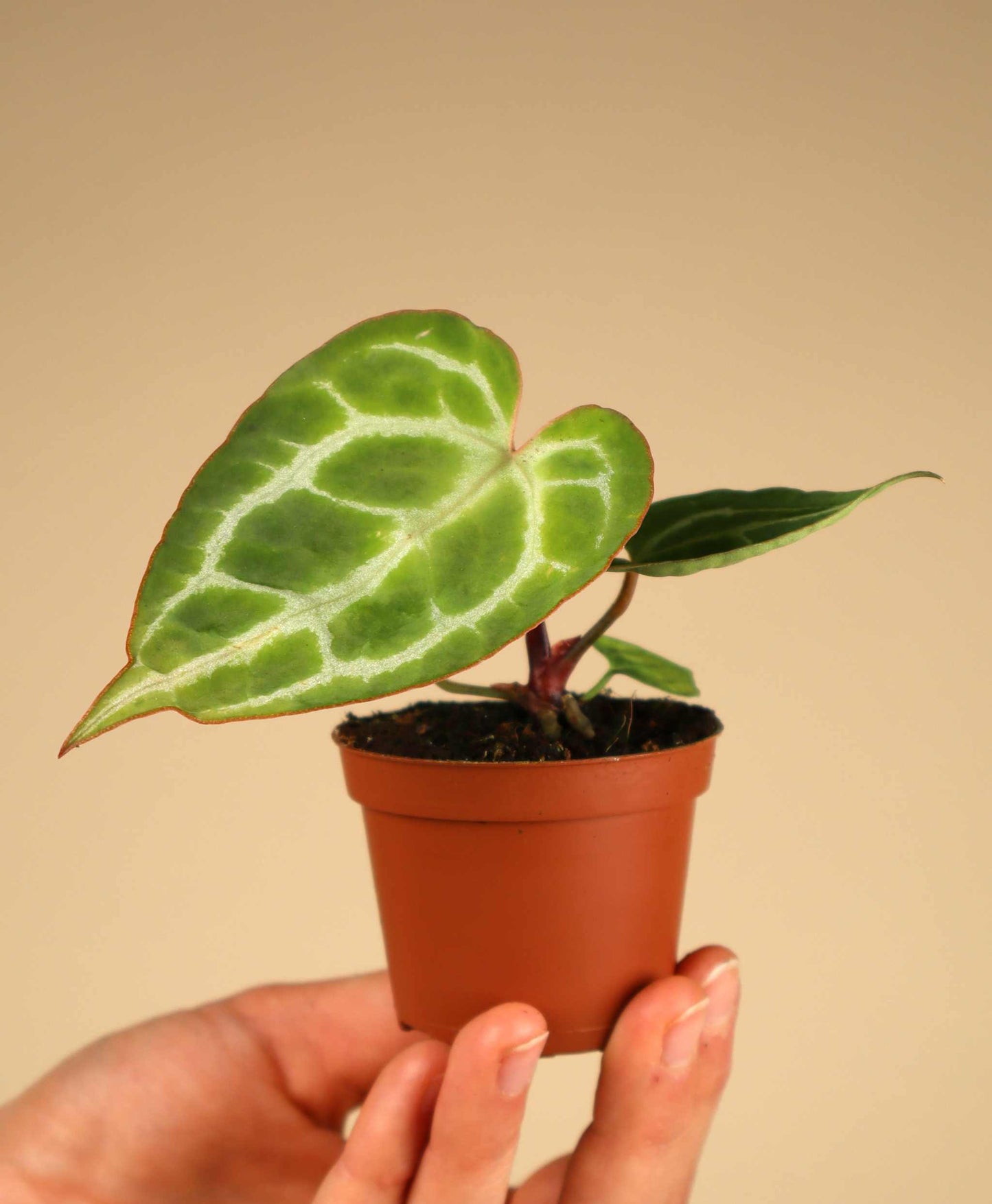 Anthurium crystallinum