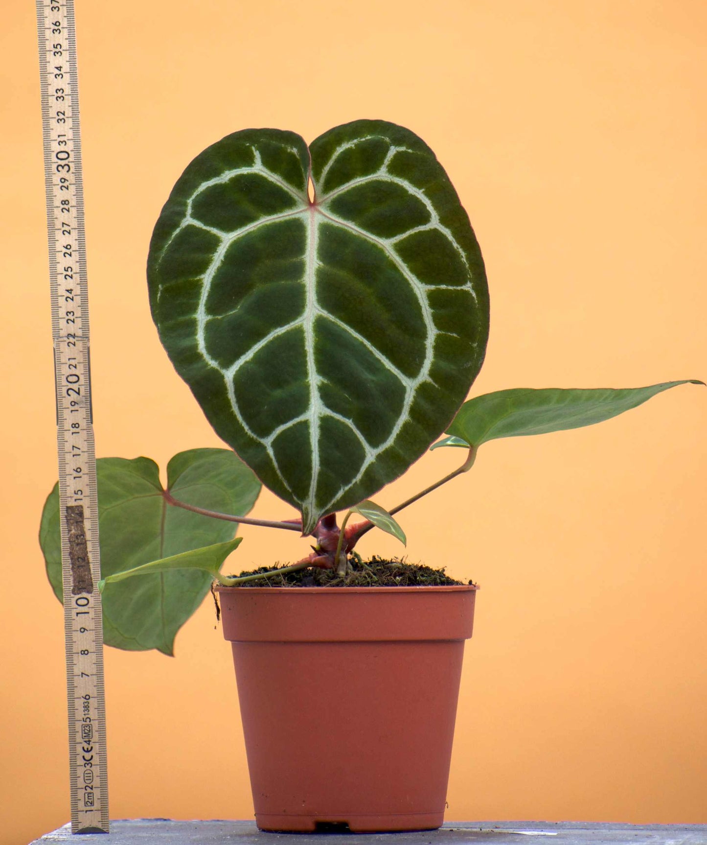 Anthurium crystallinum