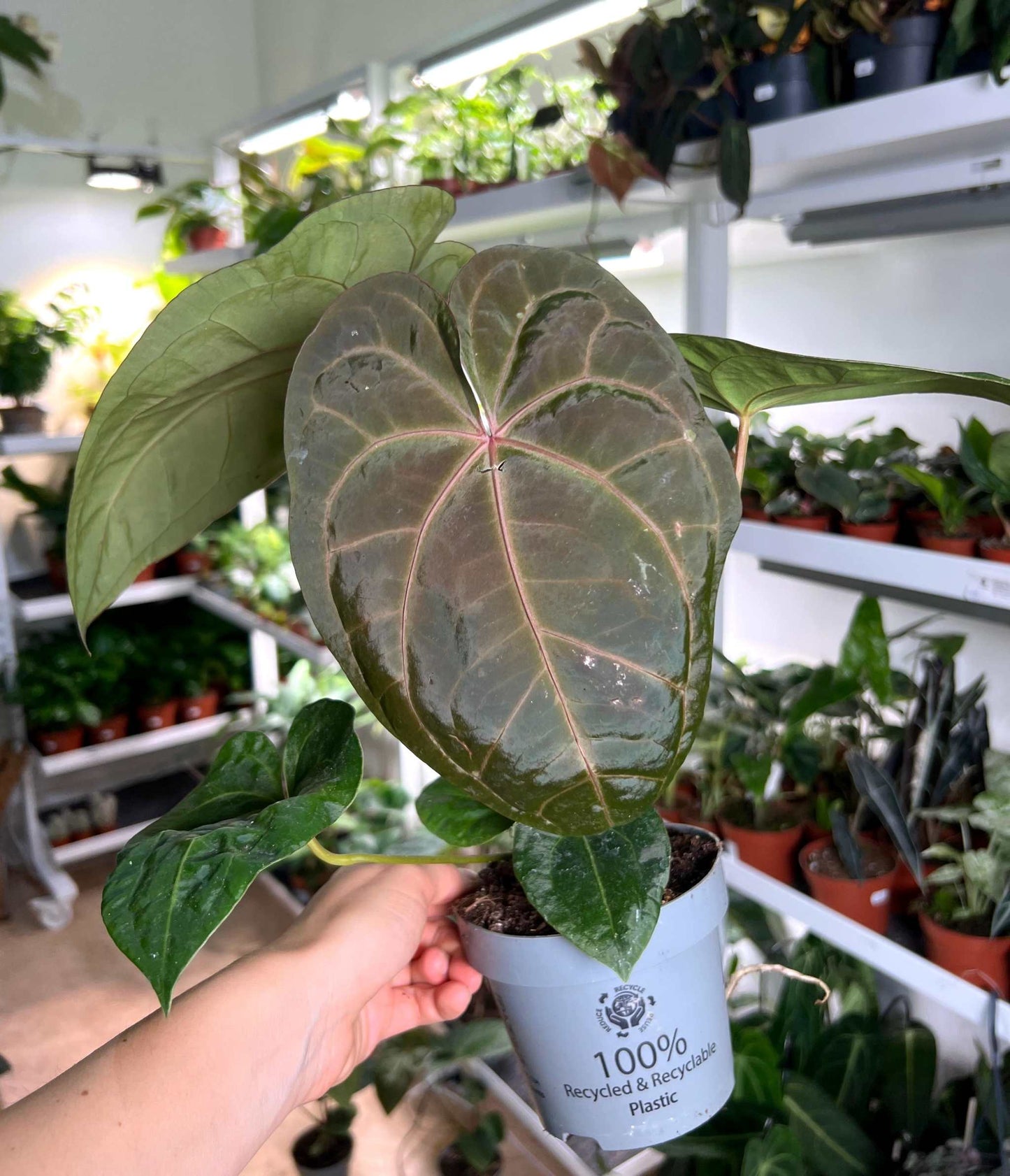 Anthurium 'Dark Phoenix'