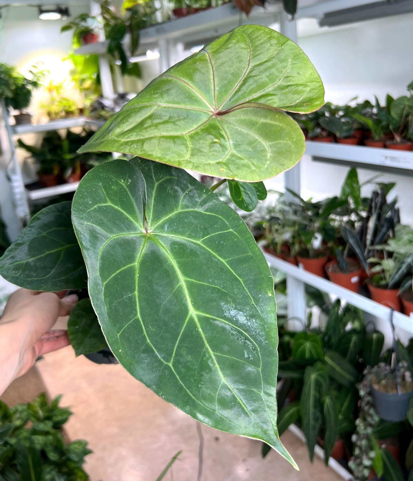 Anthurium 'Dark Phoenix'