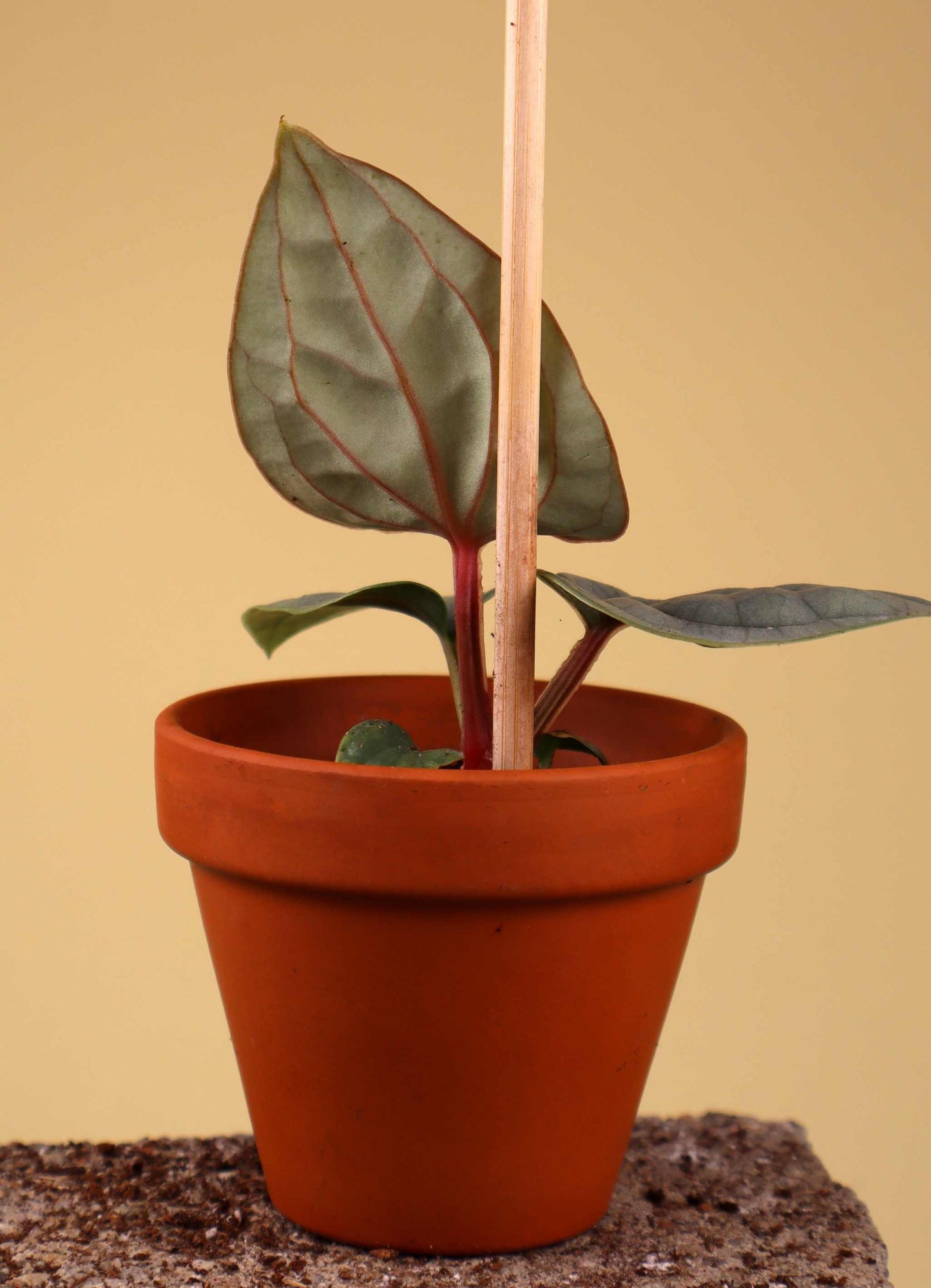 Anthurium luxurians