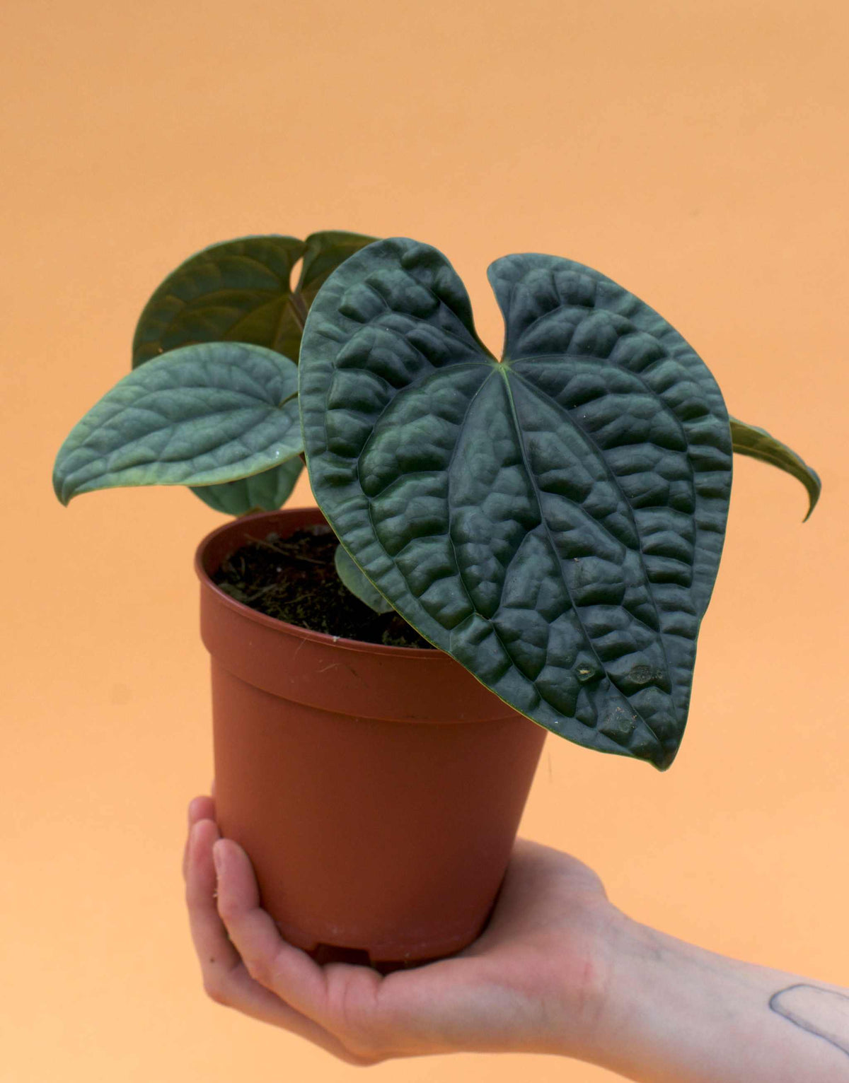 Anthurium luxurians