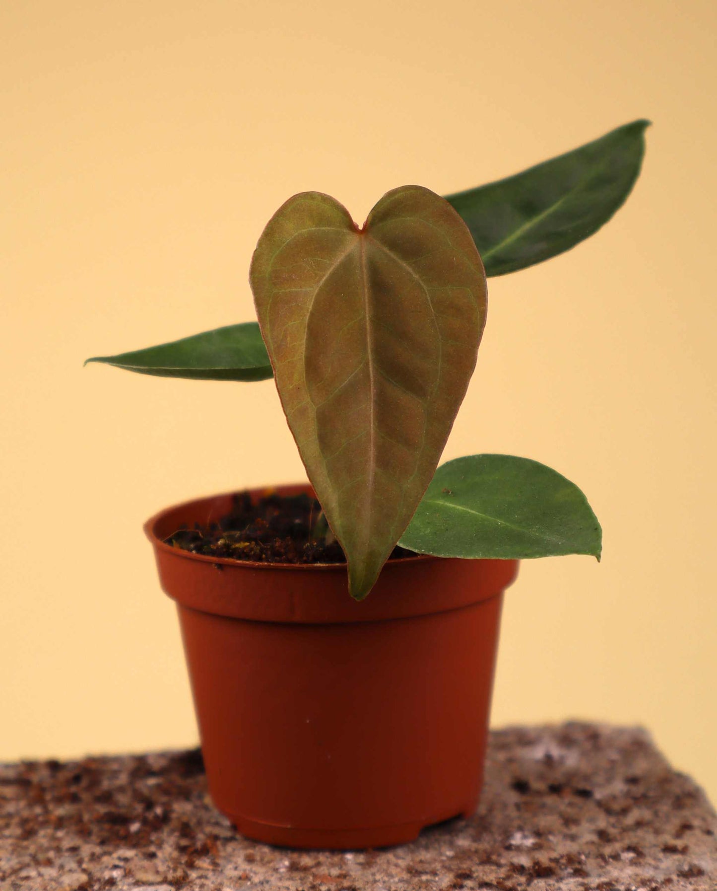 Anthurium magnificum