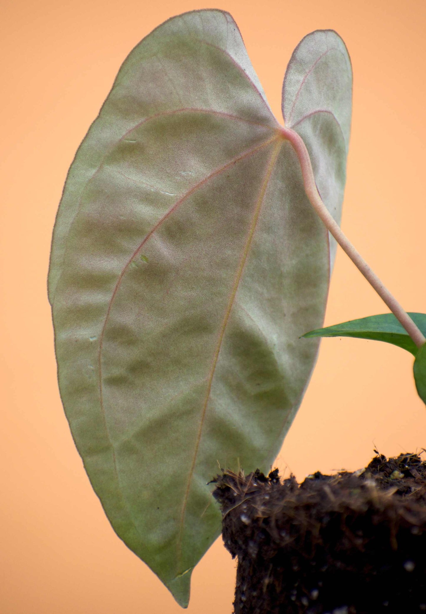 Anthurium papillilaminum