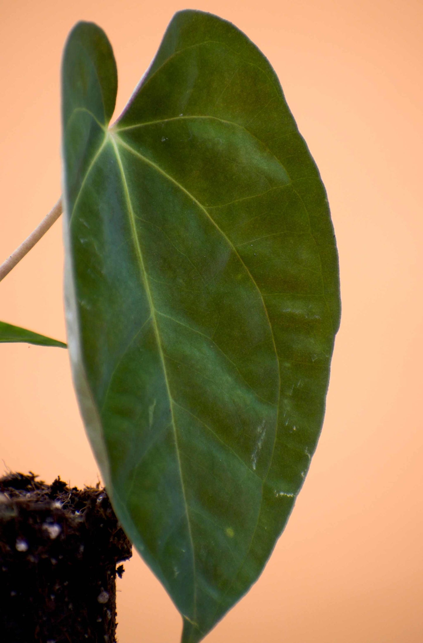 Anthurium papillilaminum
