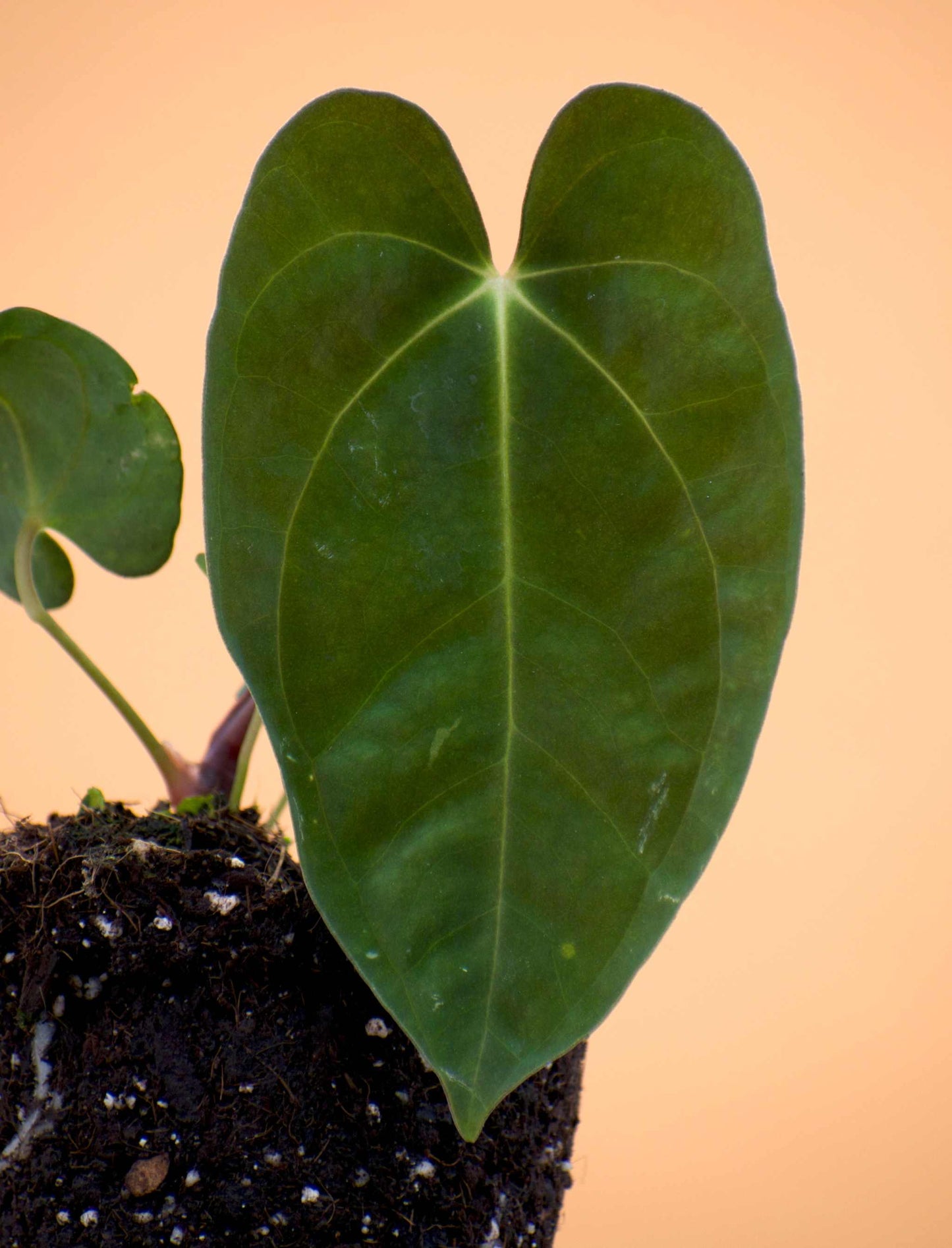 Anthurium papillilaminum