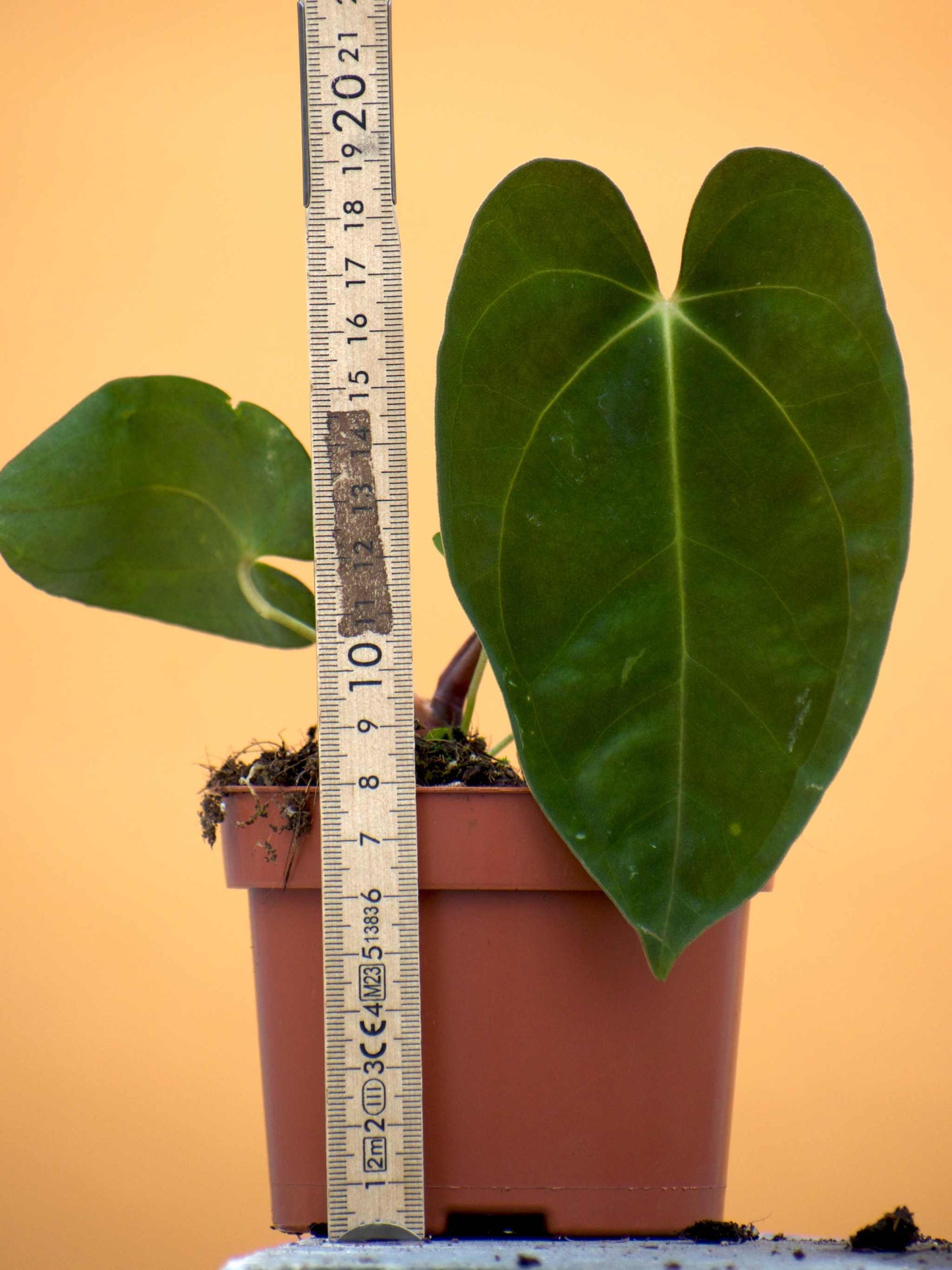 Anthurium papillilaminum