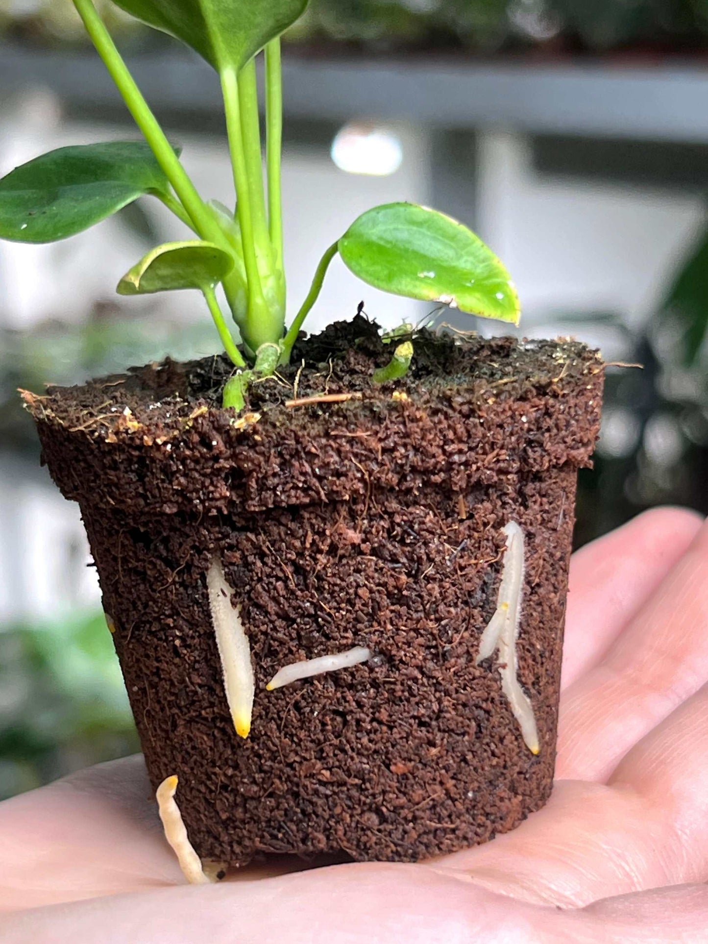 Anthurium veitchii