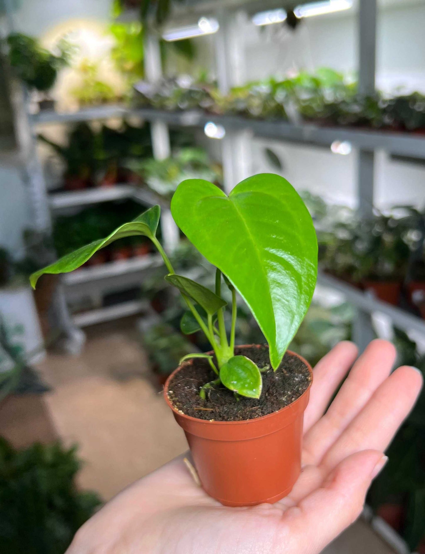 Anthurium veitchii