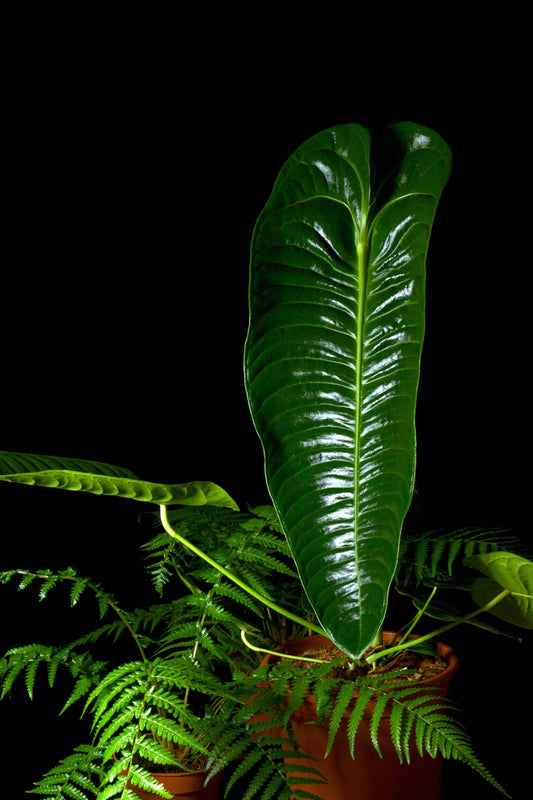 anthurium veitchii med bakgrund