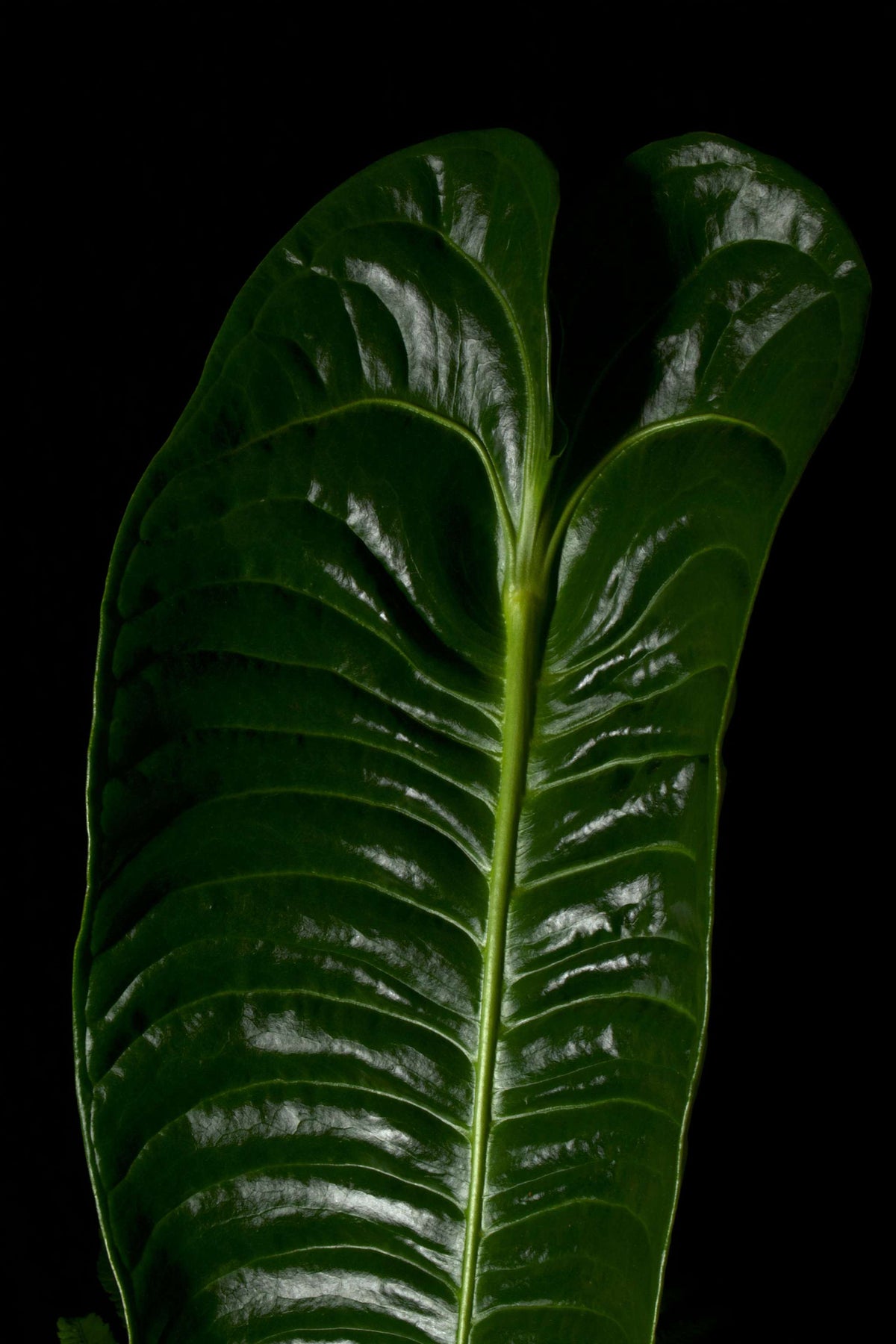 anthurium veitchii nära