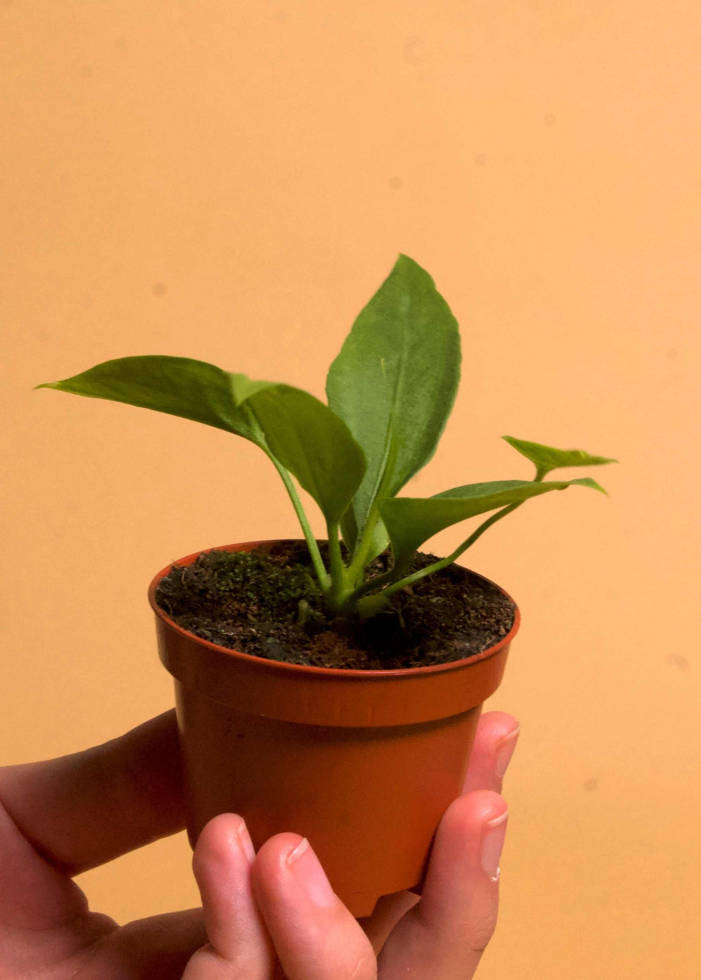 Anthurium vittariifolium