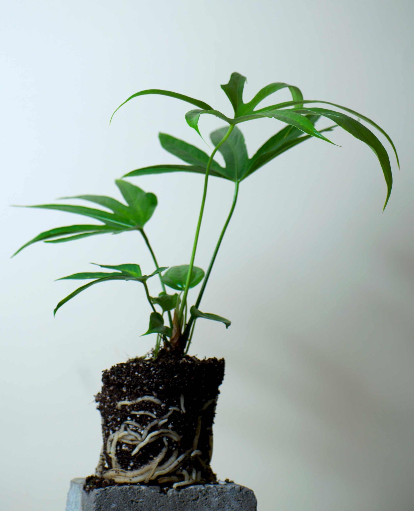 Anthurium pedatoradiatum